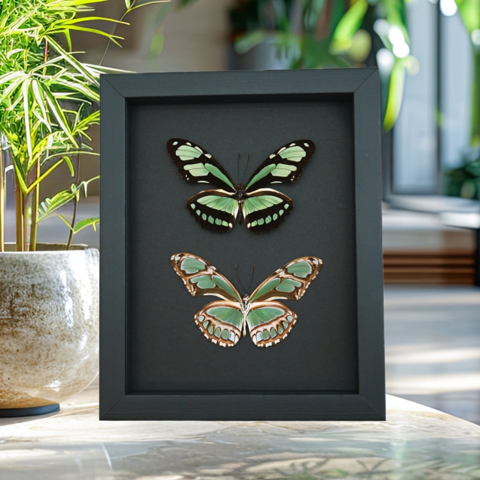 Real Framed Green Butterflies Philaethria dido Pair Butterfly Taxidermy Moonlight Display Real Framed Green Butterflies Philaethria dido Pair Butterfly Taxidermy Moonlight Display