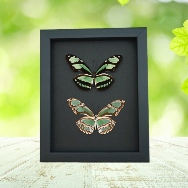 Real Framed Green Butterflies Philaethria dido Pair Butterfly Taxidermy Moonlight Display