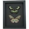 Real Framed Green Butterflies Philaethria dido Pair Butterfly Taxidermy Moonlight Display