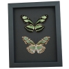 Real Framed Green Butterflies Philaethria dido Pair Butterfly Taxidermy Moonlight Display