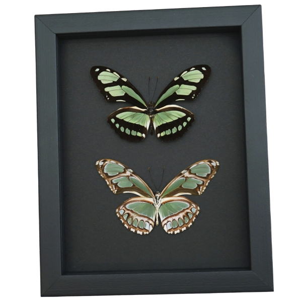Real Framed Green Butterflies Philaethria dido Pair Butterfly Taxidermy Moonlight Display