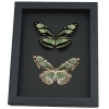 Real Framed Green Butterflies Philaethria dido Pair Butterfly Taxidermy Moonlight Display