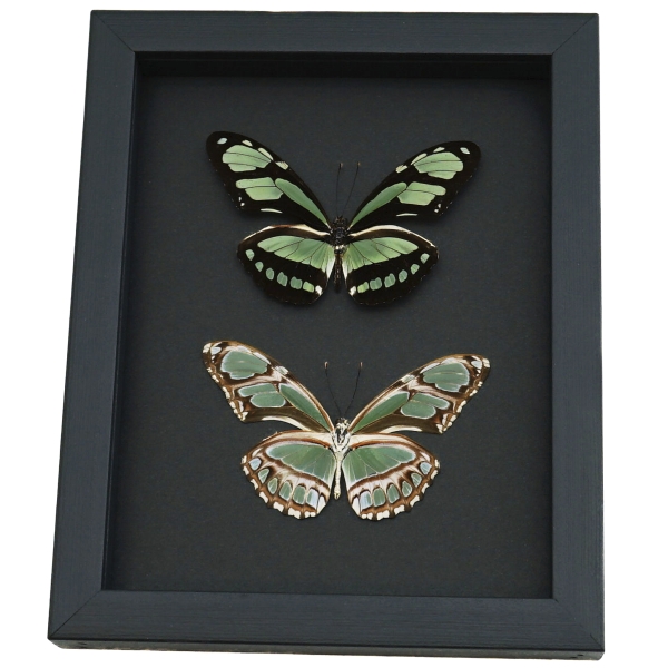 Real Framed Green Butterflies Philaethria dido Pair Butterfly Taxidermy Moonlight Display