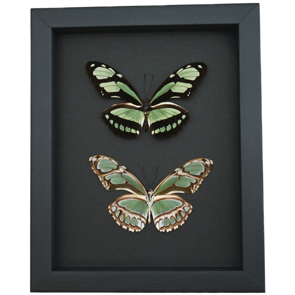 Real Framed Green Butterflies Philaethria dido Pair Butterfly Taxidermy Moonlight Display