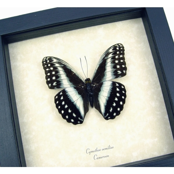 Real Framed African Butterfly Blue Striped Glider Cymothoe oemilius Taxidermy Display