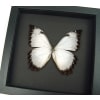 Real White Morpho Theseus Juturna Framed Butterfly Taxidermy Moonlight Display