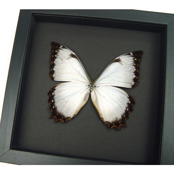 Real White Morpho Theseus Juturna Framed Butterfly Taxidermy Moonlight Display