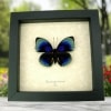 Rare Blue Butterfly Agrias beatifica lachaumei Framed Taxidermy Display