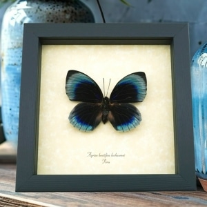 Rare Blue Butterfly Agrias beatifica lachaumei Female Framed Taxidermy Display