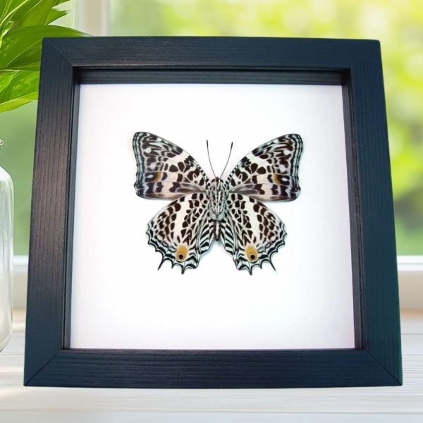 Baeotus deucalion White Flower Butterfly Real Framed Taxidermy Classic Black Display