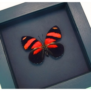 Blood Red Butterfly Catagramma cynosura Framed Taxidermy Moonlight Display