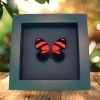 Blood Red Butterfly Catagramma cynosura Framed Taxidermy Moonlight Display