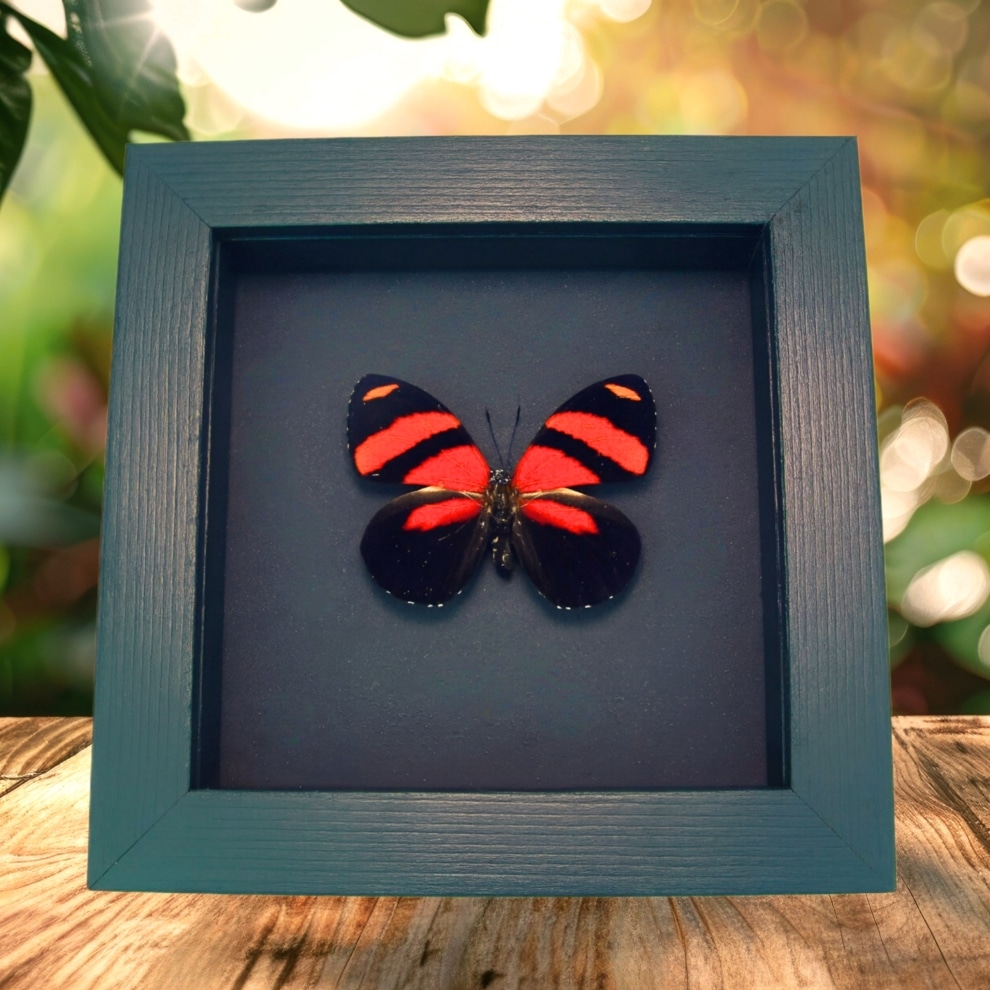Blood Red Butterfly Catagramma cynosura Framed Taxidermy Moonlight Display