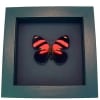 Blood Red Butterfly Catagramma cynosura Framed Taxidermy Moonlight Display