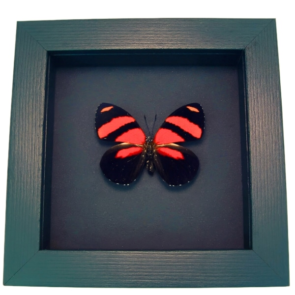 Blood Red Butterfly Catagramma cynosura Framed Taxidermy Moonlight Display