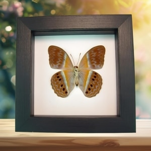 Pink Harlequin Butterfly Cirrochroa regina Female verso Framed Classic Black Display