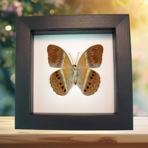 Pink Harlequin Butterfly Cirrochroa regina Female verso Framed Classic Black Display
