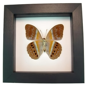 Pink Harlequin Butterfly Cirrochroa regina Female verso Framed Classic Black Display