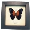 Blue Orange Butterfly Cirrochroa regina Framed Display