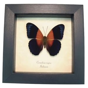 Blue Orange Butterfly Cirrochroa regina Framed Display