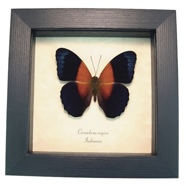 Blue Orange Butterfly Cirrochroa regina Framed Display