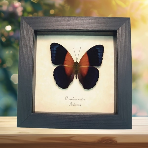 Blue Orange Butterfly Cirrochroa regina Framed Display