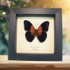 Blue Orange Butterfly Cirrochroa regina Framed Display