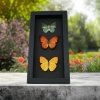 Citrus Collection Lemon Lime Orange Butterflies Framed Butterfly Taxidermy Moonlight Display