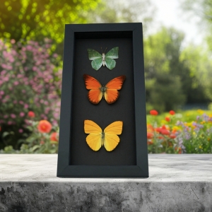 Citrus Collection Lemon Lime Orange Butterflies Framed Butterfly Taxidermy Moonlight Display