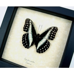 Real Framed African Butterfly Blue Striped Glider Cymothoe oemilius Taxidermy Display