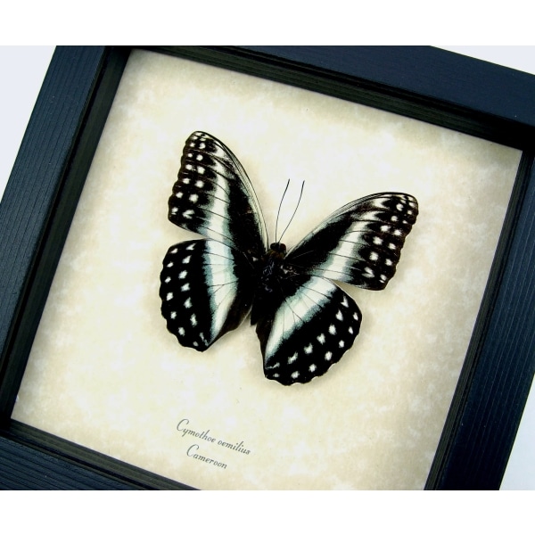 Real Framed African Butterfly Blue Striped Glider Cymothoe oemilius Taxidermy Display