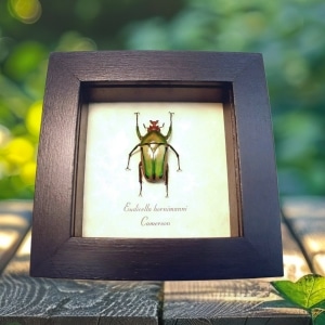 Orange African Beetle Eudicella hornimanni male Framed Insect Display