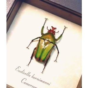 Orange African Beetle Eudicella hornimanni male Framed Insect Display