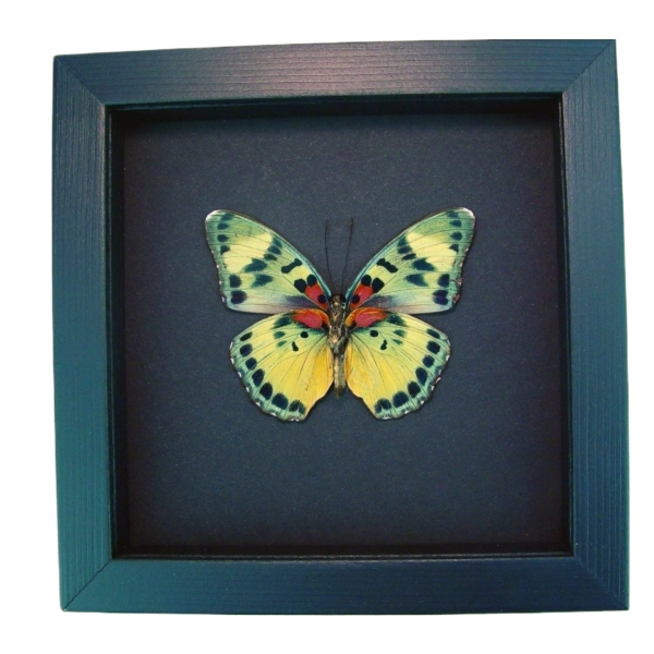 Euphaedra aureola female African Butterfly Moonlight Display Framed Taxidermy