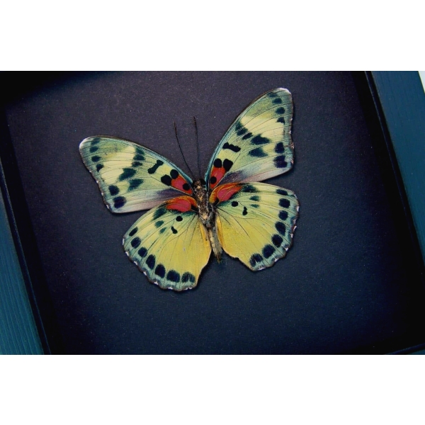 Euphaedra aureola female African Butterfly Moonlight Display Framed Taxidermy