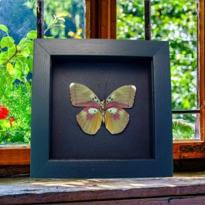 Euphaedra hollandi Pink African Butterfly Framed Moonlight Display