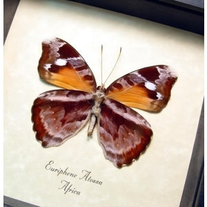Framed African Nymph Butterfly Euriphene atossa verso Taxidermy Display