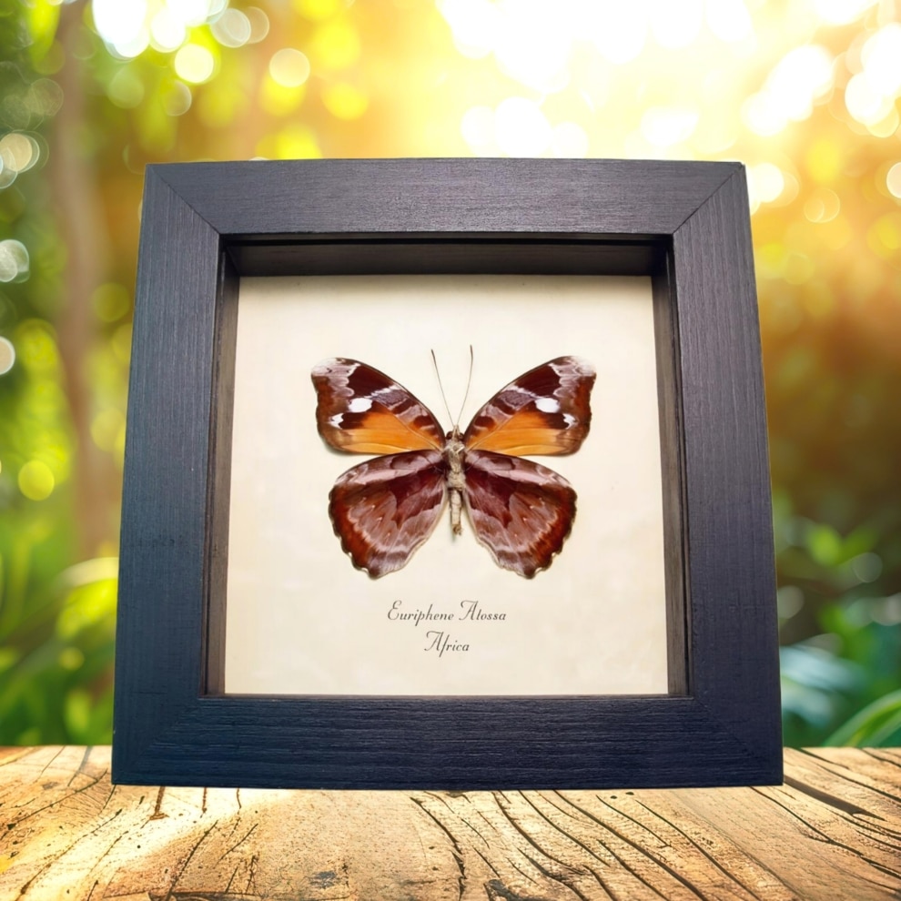 Framed African Nymph Butterfly Euriphene atossa verso Taxidermy Display