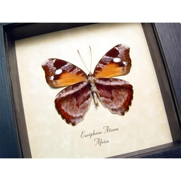 Framed African Nymph Butterfly Euriphene atossa verso Taxidermy Display