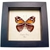 Framed African Nymph Butterfly Euriphene atossa verso Taxidermy Display