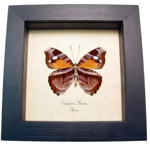 Framed African Nymph Butterfly Euriphene atossa verso Taxidermy Display