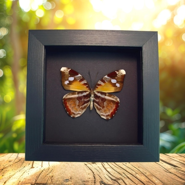 Framed African Butterfly Euriphene atossa verso Moonlight Display Framed African Butterfly Euriphene atossa verso Moonlight Display