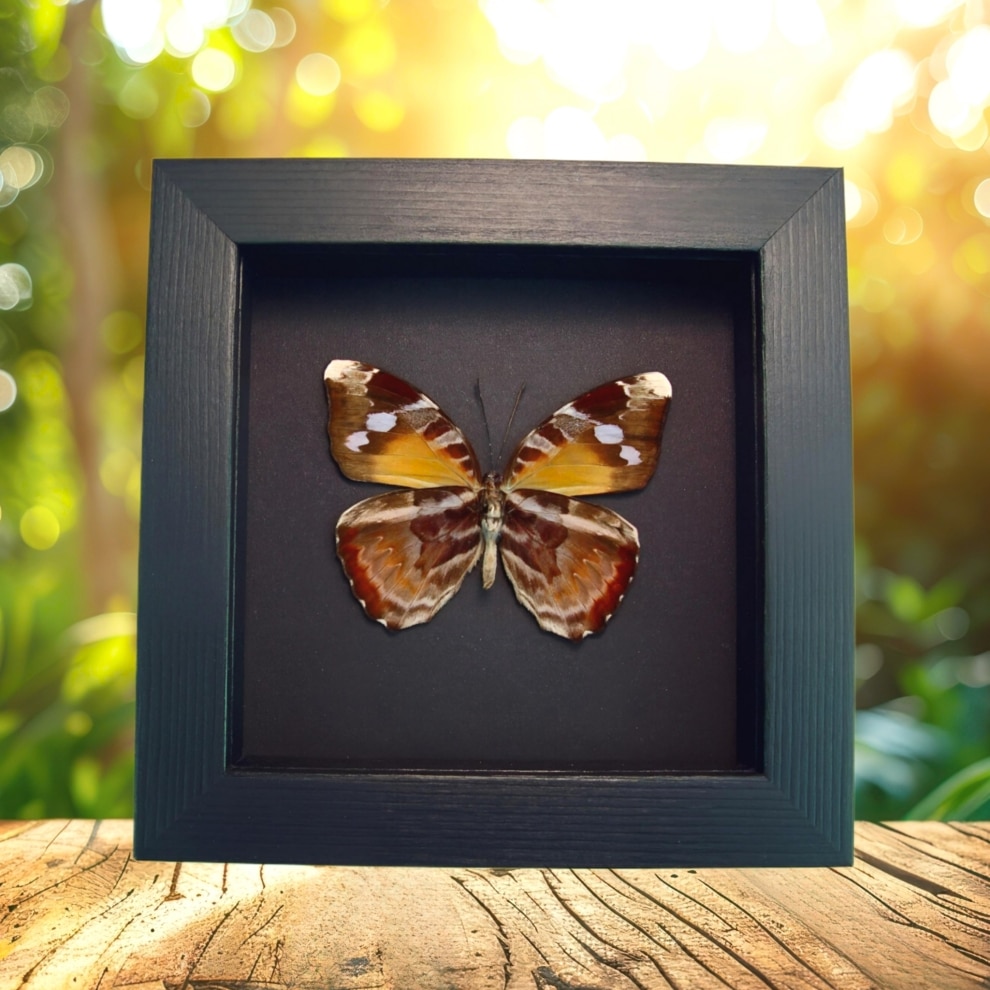 Framed African Butterfly Euriphene atossa verso Moonlight Display