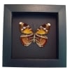 Framed African Butterfly Euriphene atossa verso Moonlight Display