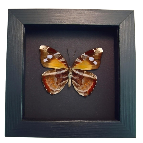 Framed African Butterfly Euriphene atossa verso Moonlight Display