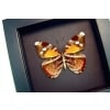 Framed African Butterfly Euriphene atossa verso Moonlight Display