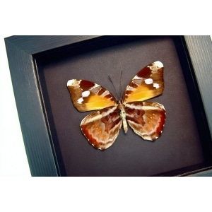Framed African Butterfly Euriphene atossa verso Moonlight Display