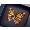 Framed African Butterfly Euriphene atossa verso Moonlight Display