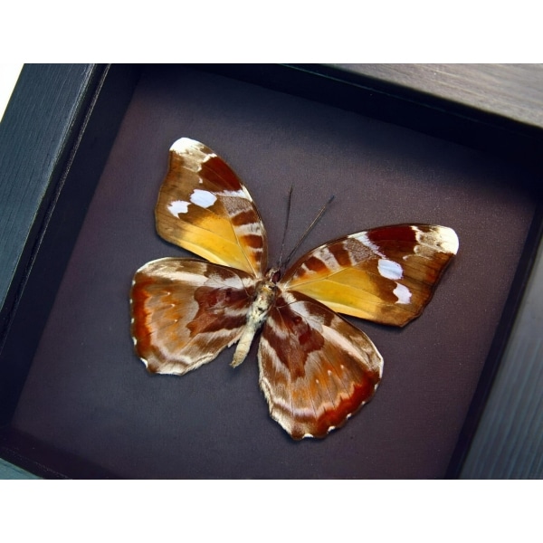 Framed African Butterfly Euriphene atossa verso Moonlight Display