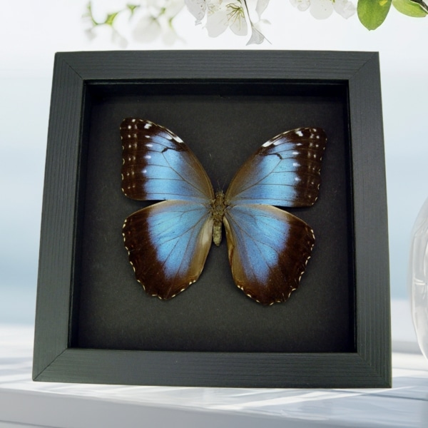 Blue Morpho helenor Female Butterfly Framed Taxidermy Moonlight Display